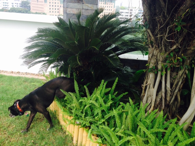 Athena explores new spaces and new species of shrubbery